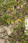 Roundleaf ragwort